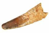 Fossil Spinosaurus Tooth - Real Dinosaur Tooth #298168-1